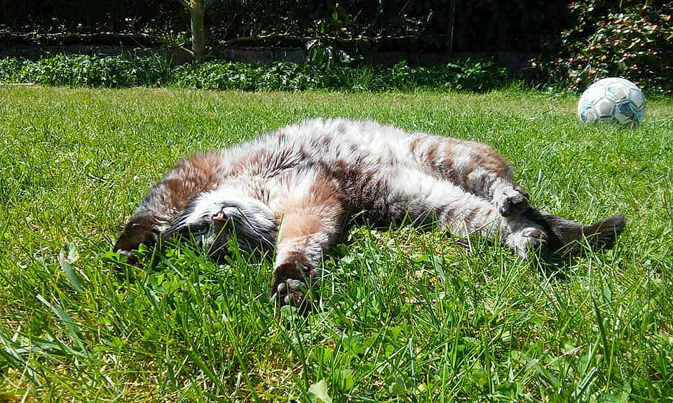 Louchy a rejoint le concours — aidez-le/la à gagner de superbes lots ! carnivore, cat, claw, felidae, fur, grass, grass_family, groundcover, lawn, meadow, pasture, paw, small_to_medium_sized_cats, tail, terrestrial_animal, whiskers