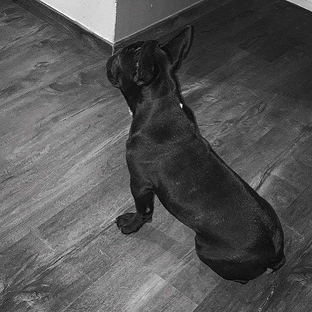 Shelby a rejoint le concours — aidez-le/la à gagner de superbes lots ! canidae, carnivore, companion_dog, dog, dog_breed, dog_collar, fawn, floor, flooring, grey, hardwood, laminate_flooring, liver, snout, sporting_group, tail, toy_dog, whiskers, wood, working_animal