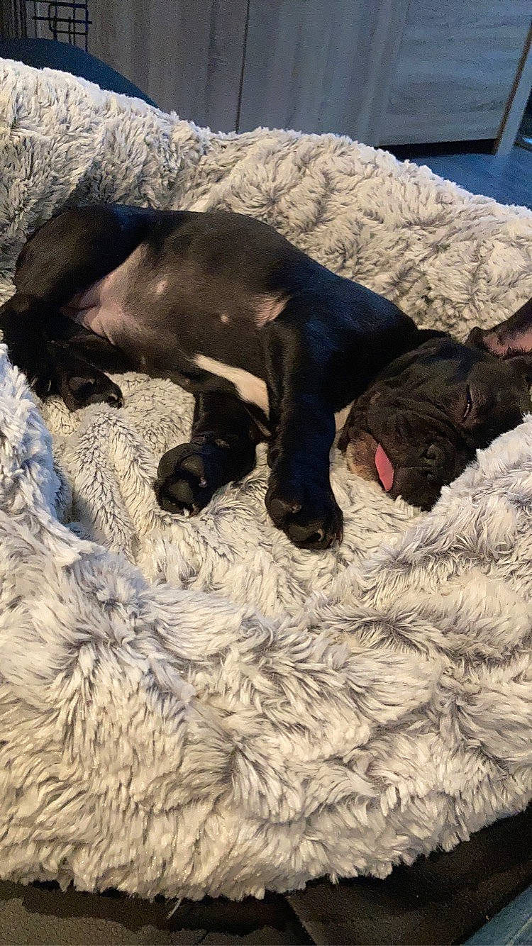 Shelby a rejoint le concours — aidez-le/la à gagner de superbes lots ! canidae, comfort, dog_breed, freezing, fur, nap, recreation, sleep, snow, sporting_group, tail, terrestrial_animal, winter, working_animal