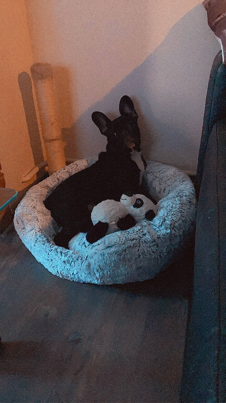 Shelby a rejoint le concours — aidez-le/la à gagner de superbes lots ! bed, bedding, bedroom, carnivore, comfort, companion_dog, couch, dog, dog_bed, dog_breed, dog_supply, fawn, felidae, flooring, grey, linens, pet_supply, small_to_medium_sized_cats, sporting_group, tail