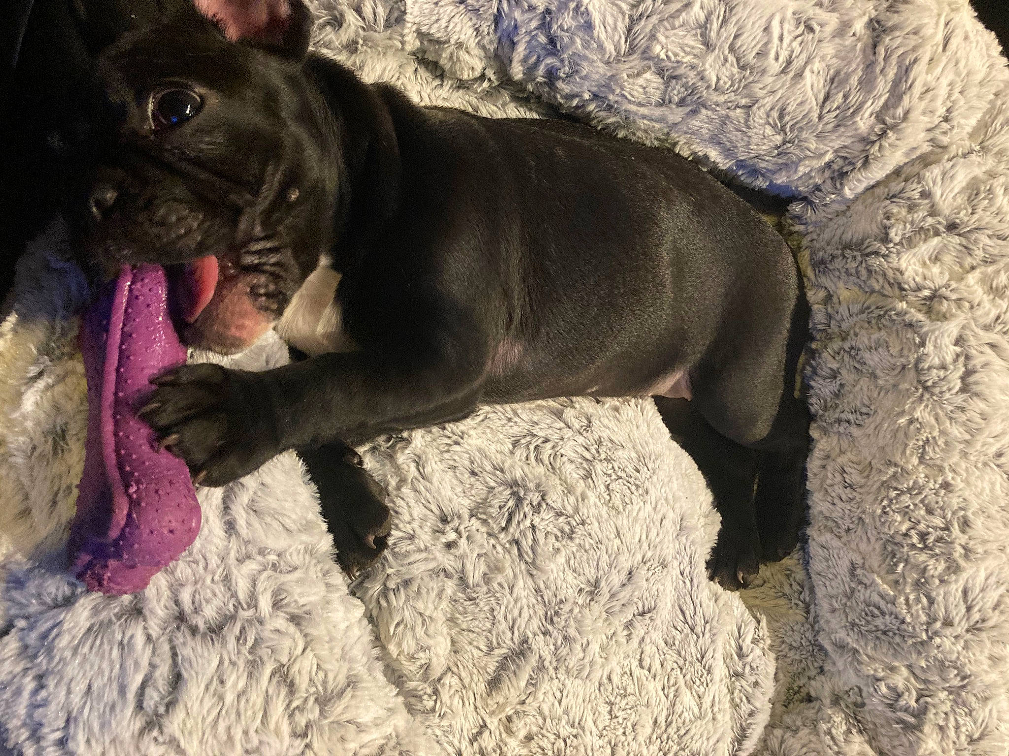 Shelby participe au concours pour gagner de l'argent avec cette photo : bulldog, canidae, carnivore, companion_dog, dog, dog_breed, fawn, french_bulldog, molosser, paw, pug, puppy, snout, sporting_group, tail, terrestrial_animal, toy_dog, whiskers, working_animal, wrinkle