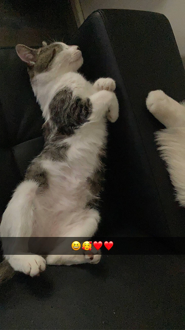 Rio a rejoint le concours — aidez-le/la à gagner de superbes lots ! art, canidae, carnivore, cat, claw, companion_dog, darkness, dog_breed, felidae, flesh, foot, fur, gesture, paw, photo_caption, room, small_to_medium_sized_cats, sporting_group, tail, whiskers