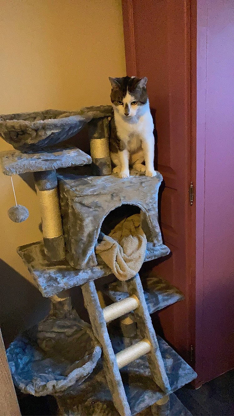 Rio participe au concours pour gagner de l'argent avec cette photo : carnivore, cat, cat_supply, domestic_short_haired_cat, door, felidae, flooring, fur, gas, hardwood, pet_supply, plaster, room, shelf, sitting, small_to_medium_sized_cats, stairs, tail, whiskers, wood