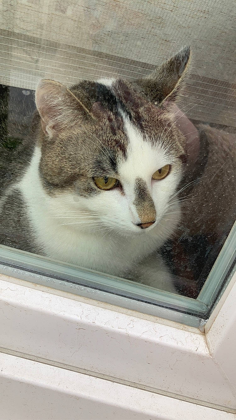 Rio participe au concours pour gagner de l'argent avec cette photo : art, box, carnivore, cat, domestic_short_haired_cat, felidae, fur, grey, paw, pet_supply, photo_caption, rectangle, small_to_medium_sized_cats, snout, tail, whiskers, window, wood