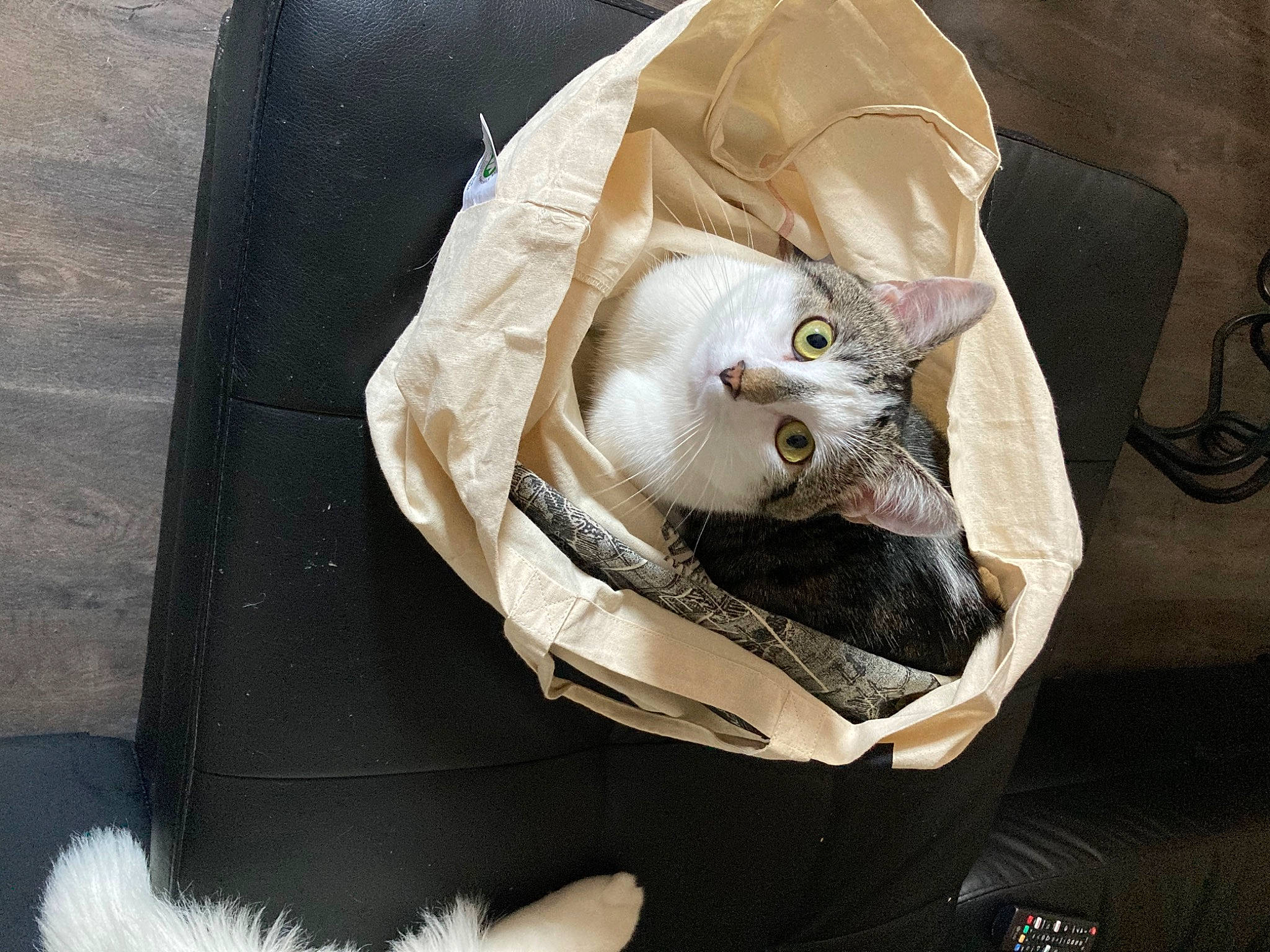 Rio a rejoint le concours — aidez-le/la à gagner de superbes lots ! bag, box, cardboard, carnivore, cat, comfort, comfort_food, domestic_short_haired_cat, felidae, fur, linens, packing_materials, paper, paper_bag, paper_product, plastic_bag, small_to_medium_sized_cats, whiskers