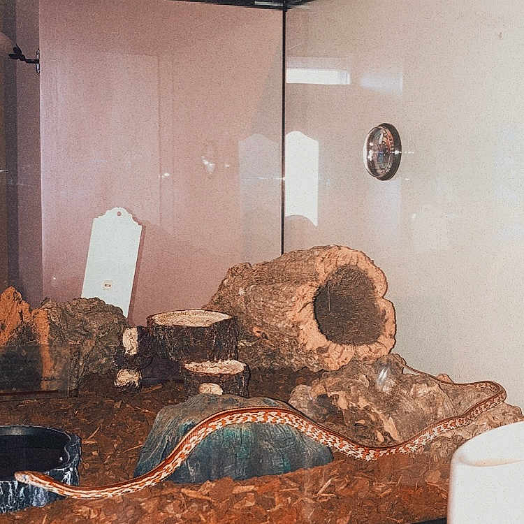 Shiva a rejoint le concours — aidez-le/la à gagner de superbes lots ! art, artifact, bed_frame, building, ceiling, comfort, couch, floor, flooring, hardwood, house, linens, living_room, paper_towel, plaster, rectangle, studio_couch, tissue_paper, toilet_paper, wood