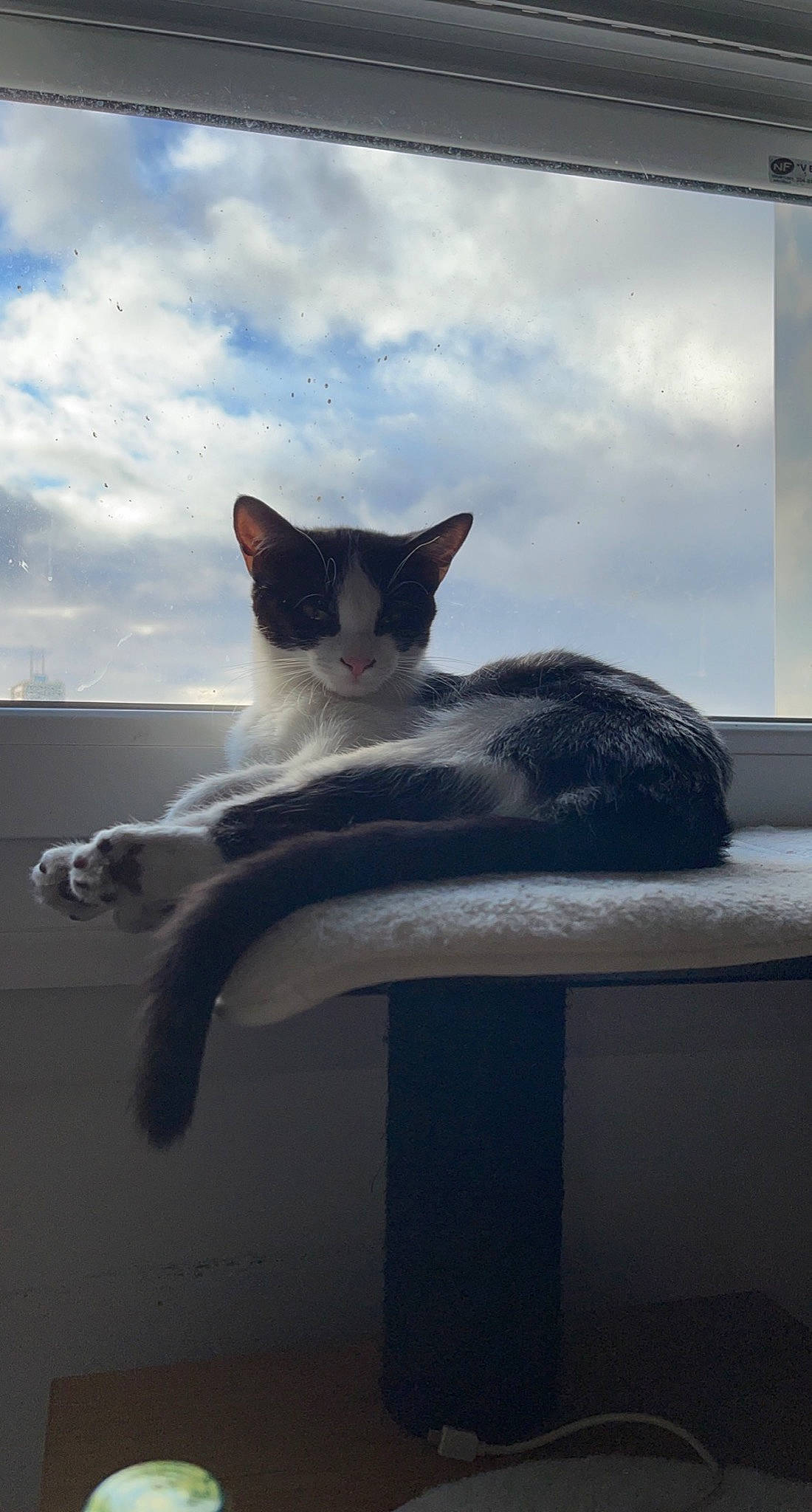 Neko a rejoint le concours — aidez-le/la à gagner de superbes lots ! carnivore, cat, cloud, comfort, domestic_short_haired_cat, felidae, fur, grey, mammal, paw, plant, sky, small_to_medium_sized_cats, snout, tail, tints_and_shades, tree, vertebrate, whiskers, window