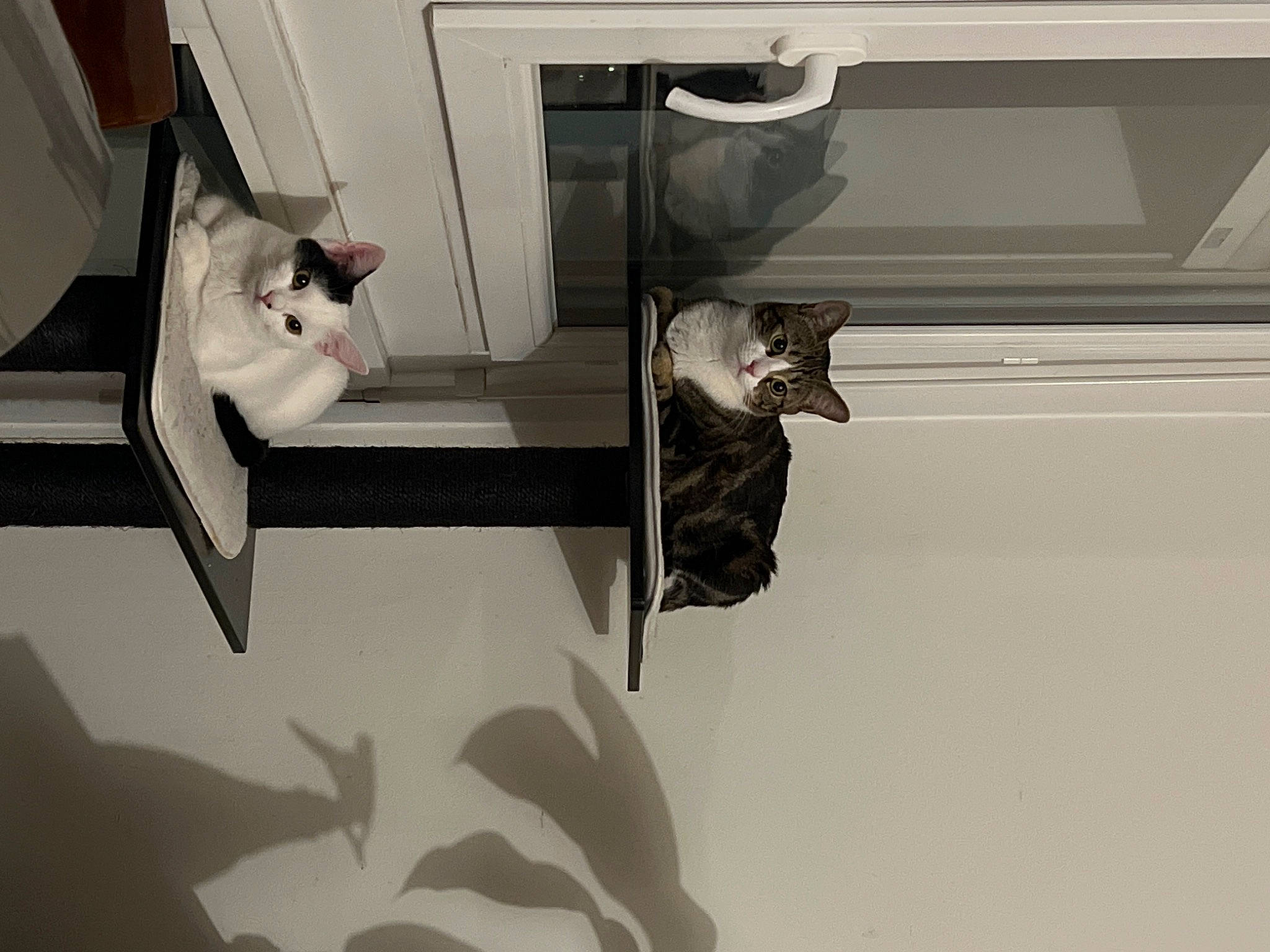 Paquita Et Perlita participe au concours pour gagner de l'argent avec cette photo : carnivore, cat, ceiling, comfort, domestic_short_haired_cat, door, felidae, grey, house, monochrome, monochrome_photography, room, shadow, small_to_medium_sized_cats, stairs, still_life_photography, tail, whiskers