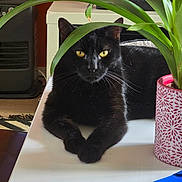 Sparo participe au concours pour gagner de l'argent avec cette photo : black_cat, cat, plant, potted_plant, green_leaves, indoor, table, yellow_eyes, feline, pet, relaxed, animal, whiskers, domestic_cat, leaf, houseplant, decor, fur, resting, closeup