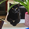 black_cat, cat, plant, potted_plant, green_leaves, indoor, table, yellow_eyes, feline, pet, relaxed, animal, whiskers, domestic_cat, leaf, houseplant, decor, fur, resting, closeup