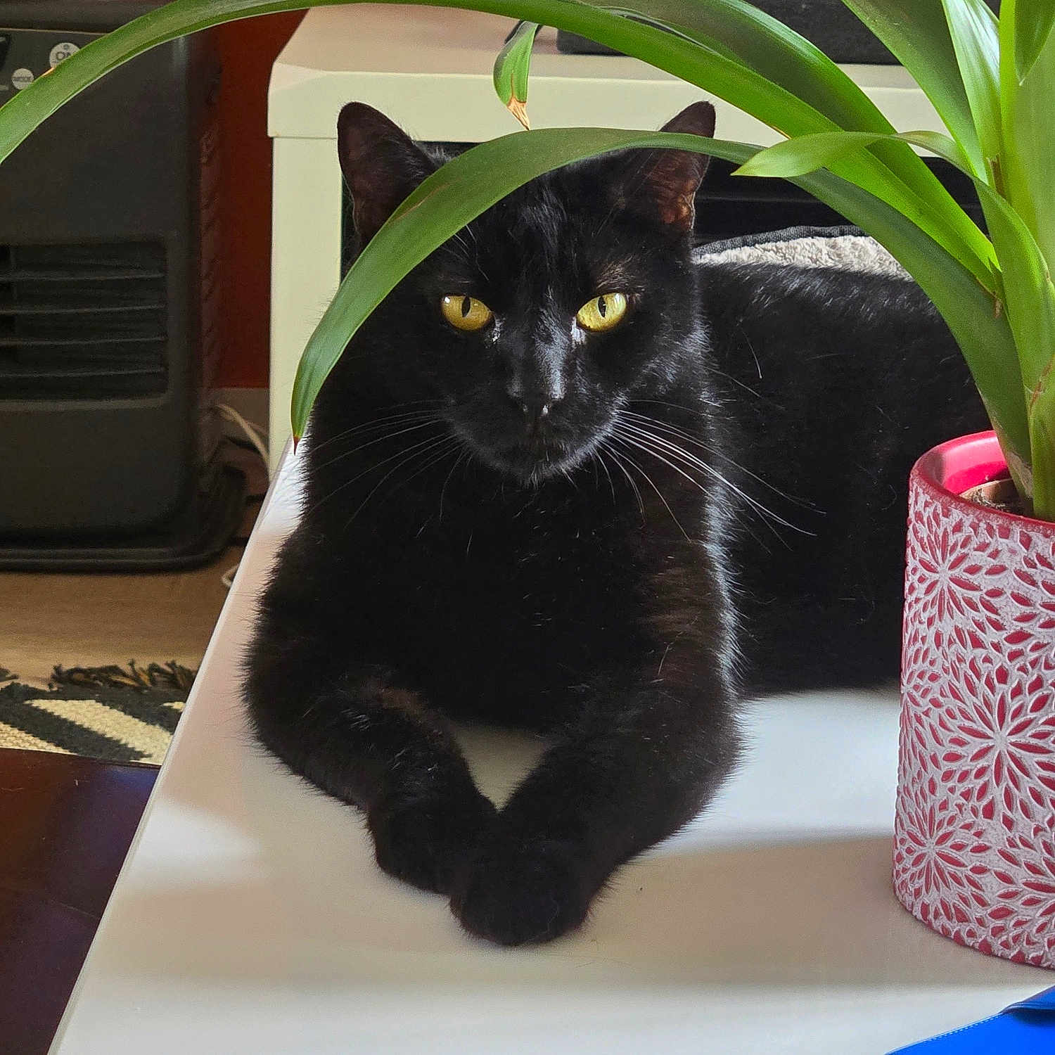 Sparo participe au concours pour gagner de l'argent avec cette photo : black_cat, cat, plant, potted_plant, green_leaves, indoor, table, yellow_eyes, feline, pet, relaxed, animal, whiskers, domestic_cat, leaf, houseplant, decor, fur, resting, closeup