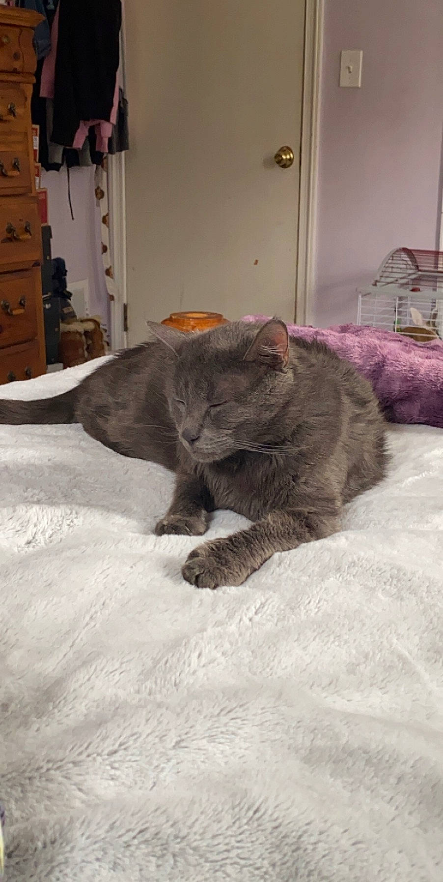 Flex joined the competition — help win amazing prizes! black_cat, cabinetry, carnivore, cat, chest_of_drawers, comfort, dog_breed, domestic_short_haired_cat, fawn, felidae, flooring, fur, grey, linens, small_to_medium_sized_cats, snout, tail, terrestrial_animal, whiskers, wood