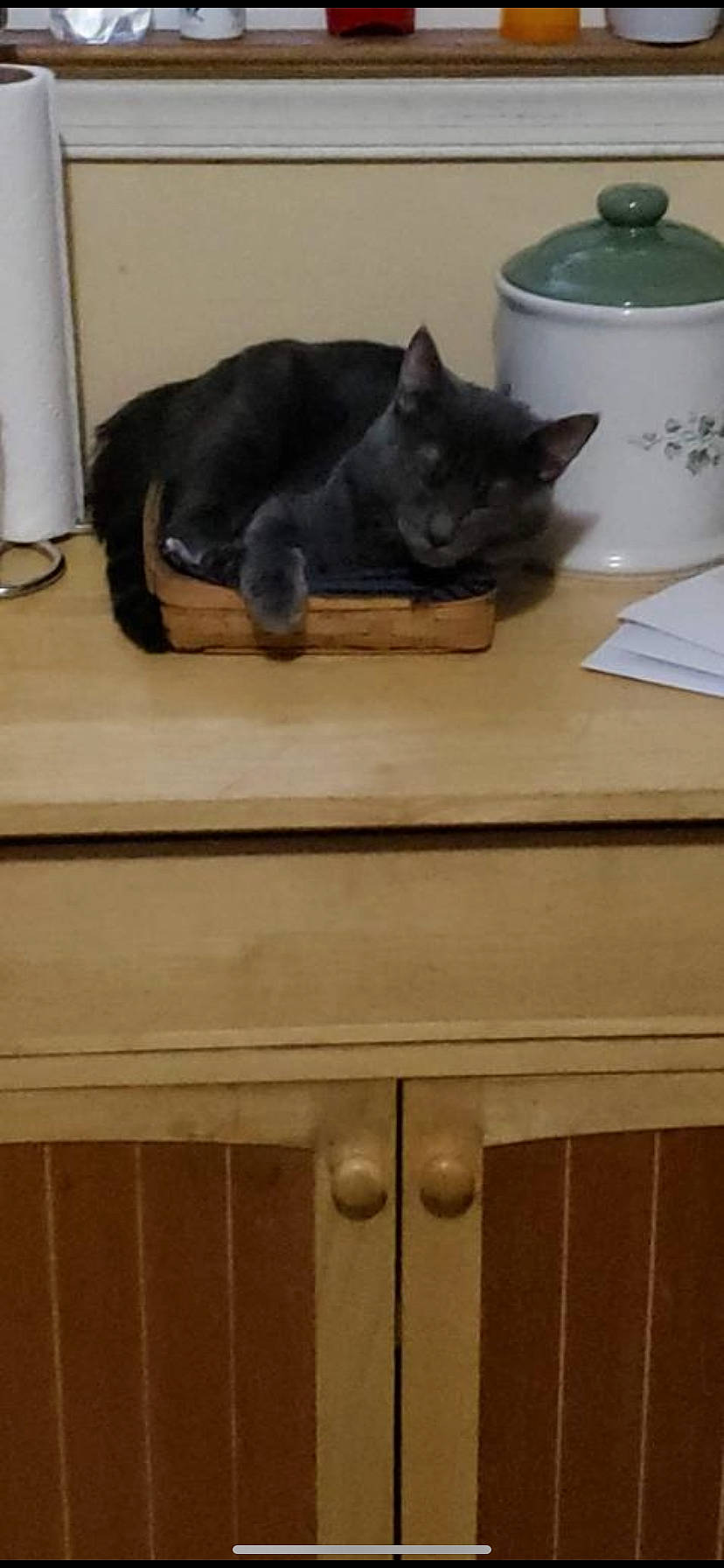 Flex is registered to the contest to win money with this photo: cabinetry, carnivore, cat, comfort, cupboard, domestic_short_haired_cat, drawer, felidae, flooring, fur, grey, hardwood, mammal, room, serveware, small_to_medium_sized_cats, tail, vertebrate, whiskers, wood