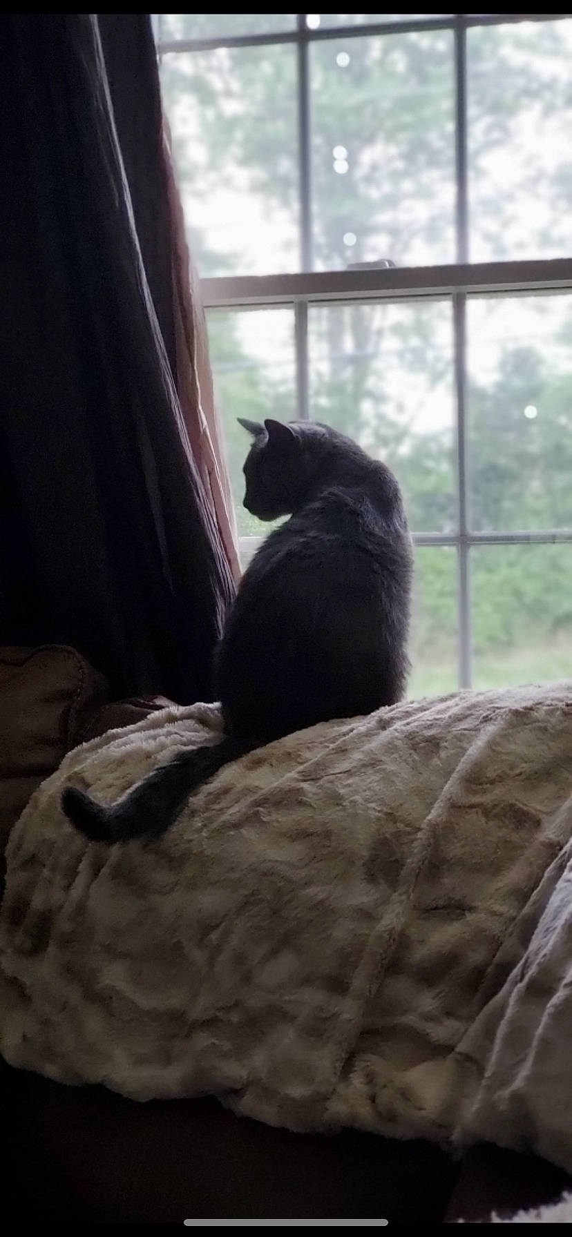 Flex joined the competition — help win amazing prizes! carnivore, cat, comfort, curtain, felidae, fur, grass, grey, hardwood, leg, plant, shade, small_to_medium_sized_cats, snout, tail, tints_and_shades, tree, whiskers, window, wood