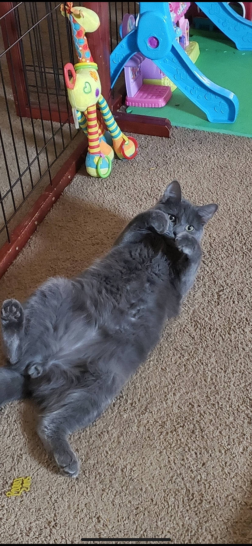 Flex is registered to the contest to win money with this photo: canidae, carnivore, cat, companion_dog, cone, dog_breed, domestic_short_haired_cat, fawn, felidae, flooring, foot, fur, grey, human_leg, paw, small_to_medium_sized_cats, snout, sporting_group, tail, whiskers