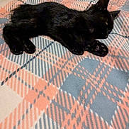 Emilio is registered to the contest to win money with this photo: cat, black_cat, sleeping, blanket, plaid_pattern, cozy, pet, animal, indoor, resting, fur, paw, cute, domestic_cat, mammal, feline, relaxing, soft, comfort, nap