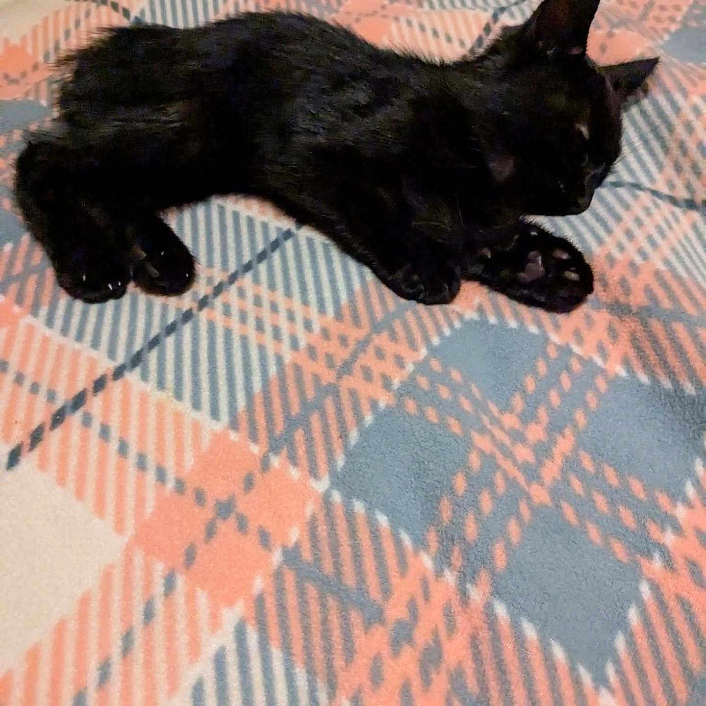 Emilio