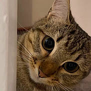 Bella joined the competition — help win amazing prizes! cat, tabby_cat, close_up, whiskers, big_eyes, pupils, fur, ear, nose, portrait, feline, pet, indoor, curious, tilted_head, face, muzzle, young_cat, brown_stripes, home_interior