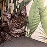 animal, brown, cat, closed_eyes, cozy, cute, feline, fur, green, indoor, kitten, leaf_pattern, mammal, pet, portrait, resting, sleepy, smiling, wallpaper, young