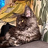 Titi a rejoint le concours — aidez-le/la à gagner de superbes lots ! cat, fluffy, indoor, couch, yellow_blanket, wallpaper, leaf_pattern, pet, fur, relaxed, animal, cozy, resting, side_view, domestic, mammal, portrait, feline, home, cute