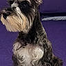 animal, bed, black_fur, canine, companion, cute, dog, ears, face, fluffy, fur, indoor, paw, pet, portrait, purple_bedspread, schnauzer, sitting, snout, white_fur