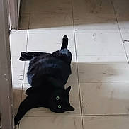 Taffy participe au concours pour gagner de l'argent avec cette photo : black_cat, cat, feline, pet, animal, green_eyes, lying_down, sprawled, indoor, tile_floor, floor, home, hallway, doorway, dark_fur, whiskers, pointed_ears, long_tail, playful, funny_pose