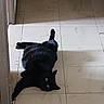 black_cat, cat, feline, pet, animal, green_eyes, lying_down, sprawled, indoor, tile_floor, floor, home, hallway, doorway, dark_fur, whiskers, pointed_ears, long_tail, playful, funny_pose