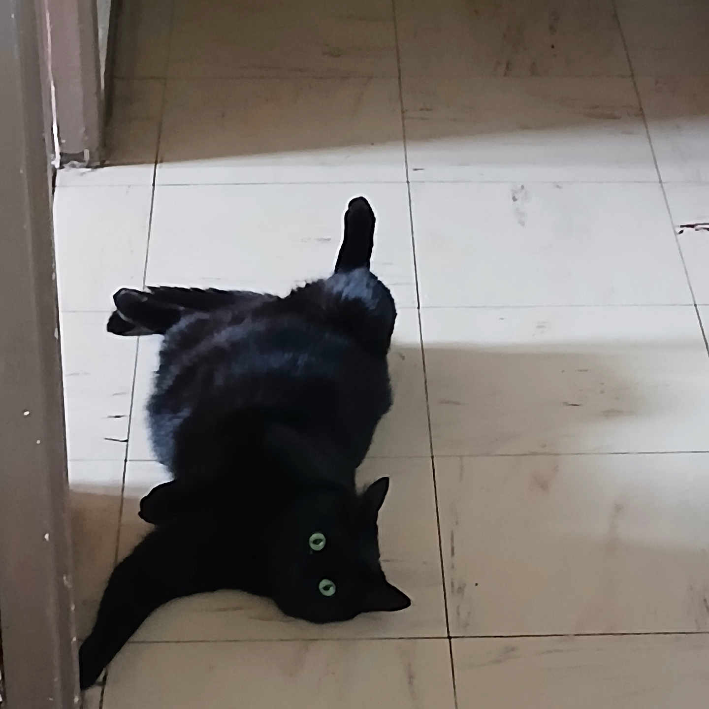 Taffy participe au concours pour gagner de l'argent avec cette photo : black_cat, cat, feline, pet, animal, green_eyes, lying_down, sprawled, indoor, tile_floor, floor, home, hallway, doorway, dark_fur, whiskers, pointed_ears, long_tail, playful, funny_pose