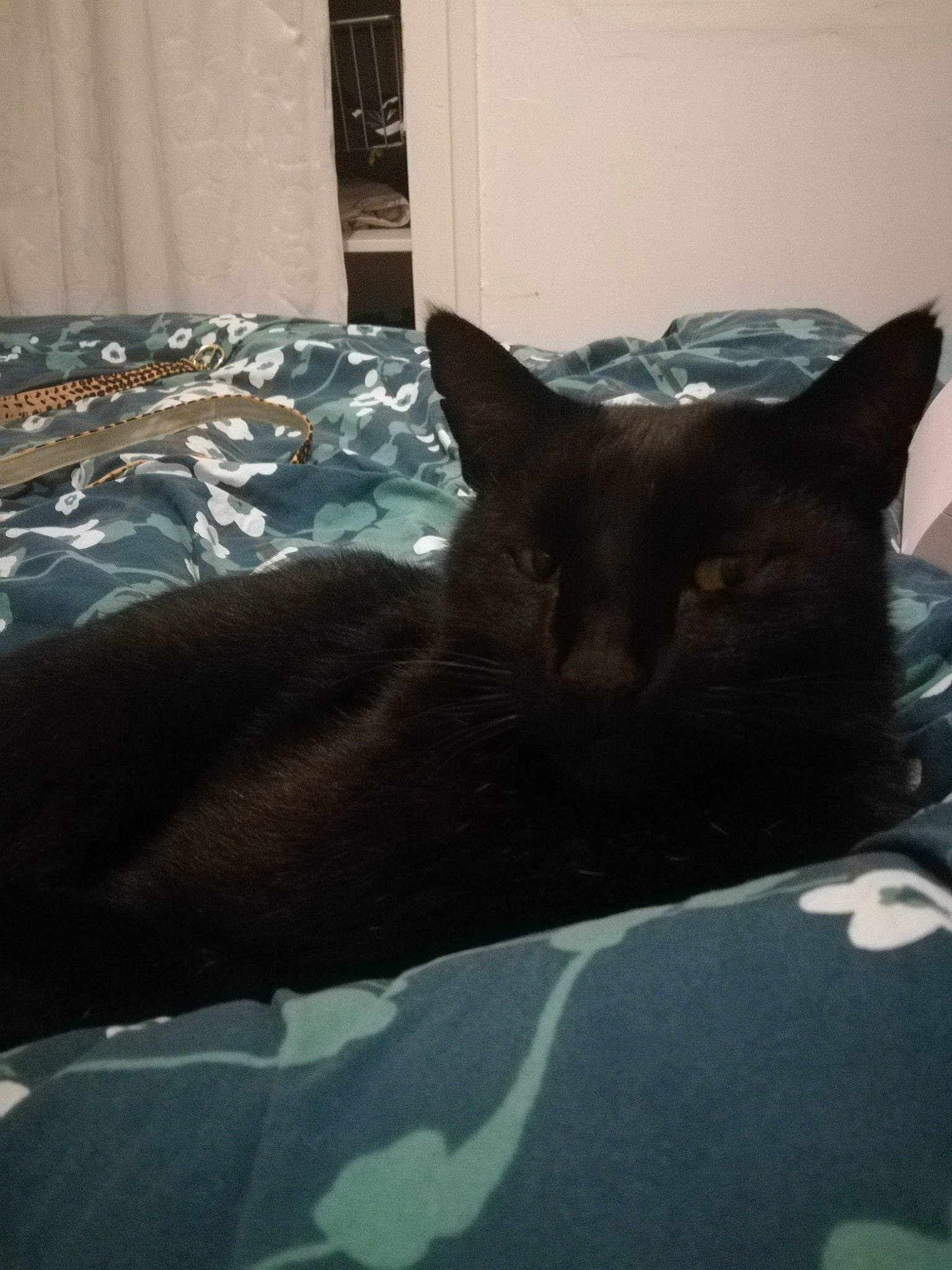 Chocolatine participe au concours pour gagner de l'argent avec cette photo : bed, bedding, black_cat, carnivore, cat, cat_bed, comfort, domestic_short_haired_cat, felidae, flooring, fur, grey, house, linens, room, small_to_medium_sized_cats, tail, tints_and_shades, whiskers, window