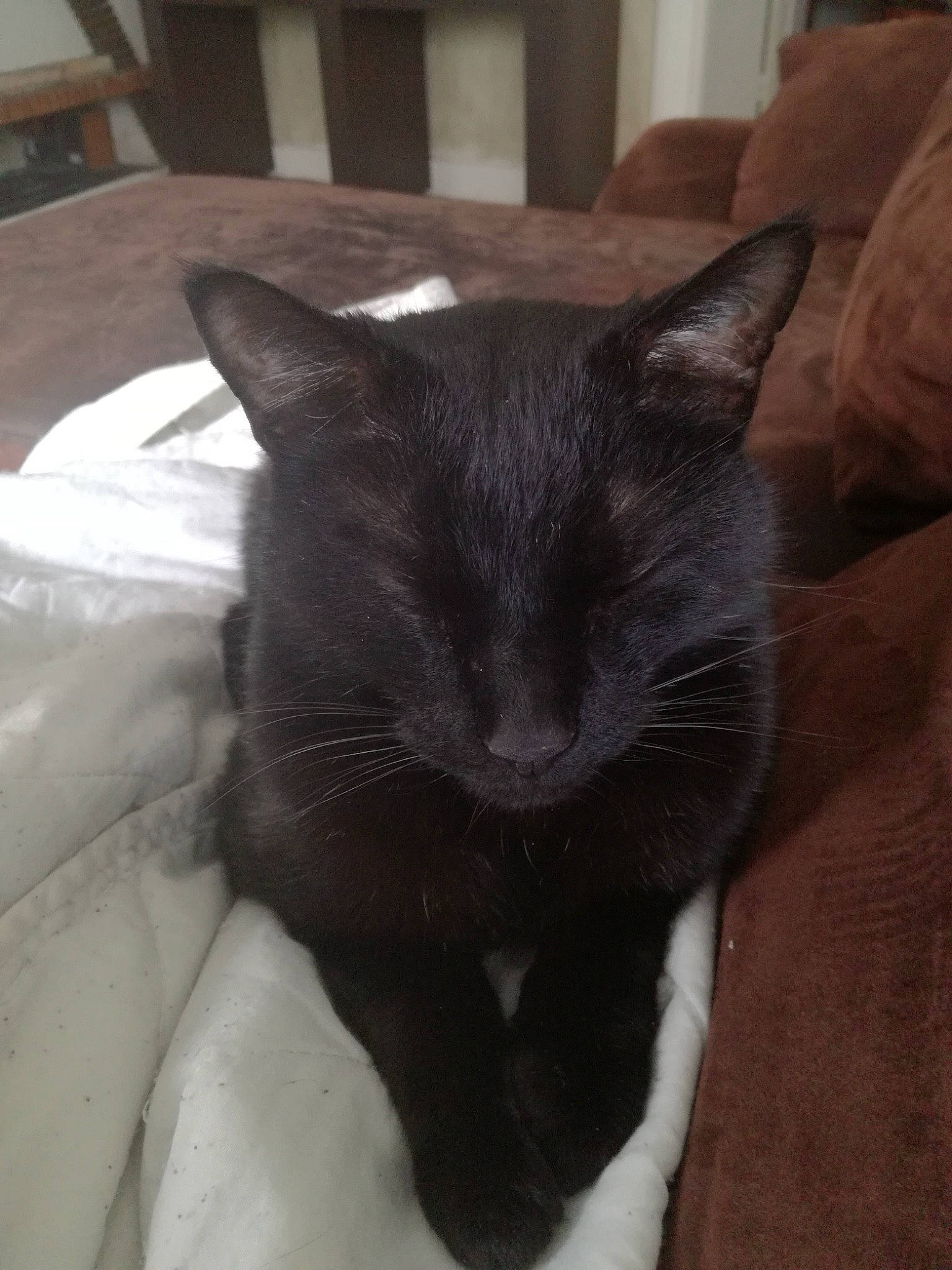 Chocolatine a rejoint le concours — aidez-le/la à gagner de superbes lots ! black_cat, bombay, carnivore, cat, cat_supply, claw, comfort, domestic_short_haired_cat, felidae, fur, grey, hardwood, room, small_to_medium_sized_cats, snout, tail, terrestrial_animal, whiskers