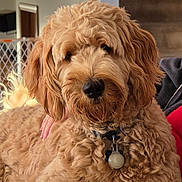 Winston joined the competition — help win amazing prizes! animal, closeup, collar, companion, couch, curly_fur, cute, dog, domestic, ears, friendly, fur, golden_doodle, hand, indoor, mammal, nose, pet, relaxed, tag