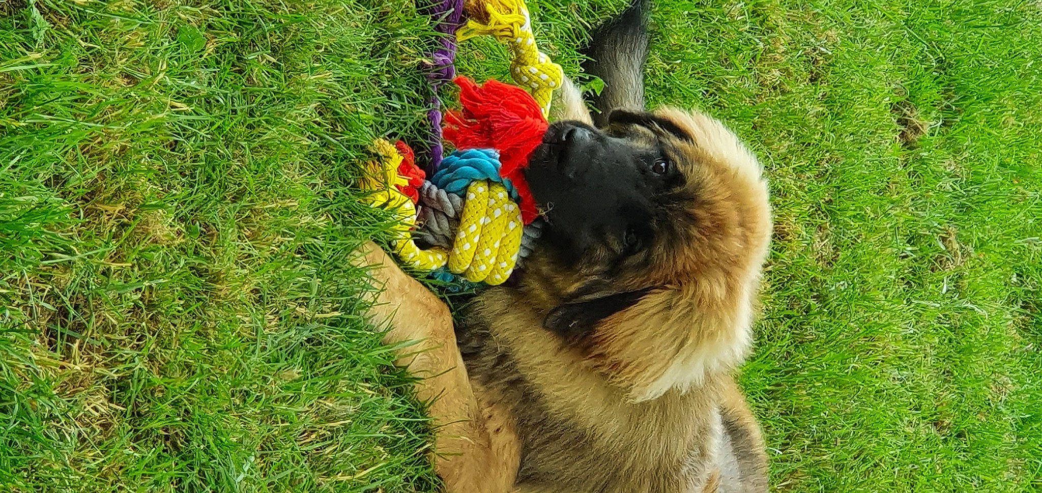 Socrate participe au concours pour gagner de l'argent avec cette photo : canidae, carnivore, companion_dog, coquelicot, dog, dog_breed, fawn, flower, fur, grass, groundcover, leonberger, plant, snout, soil, sporting_group, tail, wildlife, working_animal, working_dog