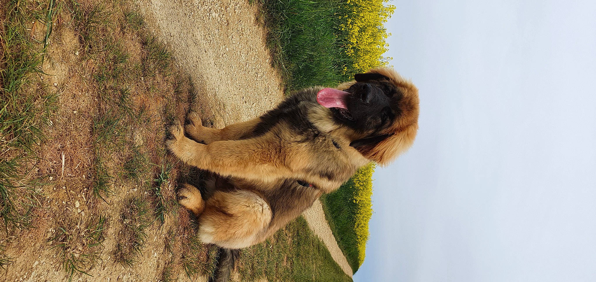 Socrate participe au concours pour gagner de l'argent avec cette photo : canidae, carnivore, dog_breed, fawn, felidae, fur, gesture, grass, paw, plant, sky, snout, soil, sporting_group, tail, terrestrial_animal, tree, wildlife, working_animal