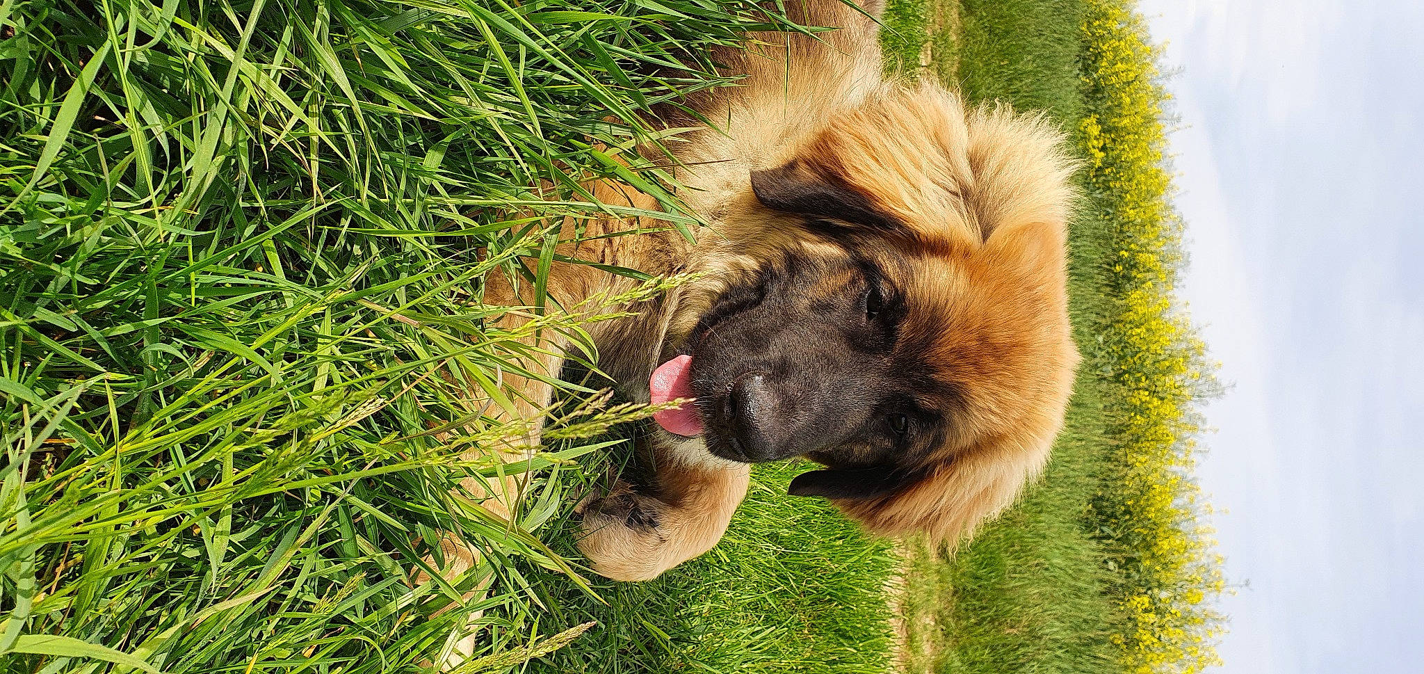 Socrate participe au concours pour gagner de l'argent avec cette photo : bactrian_camel, canidae, carnivore, companion_dog, dog, dog_breed, estrela_mountain_dog, fawn, fur, grass, grassland, groundcover, liver, pasture, paw, plant, snout, sporting_group, terrestrial_animal, working_animal