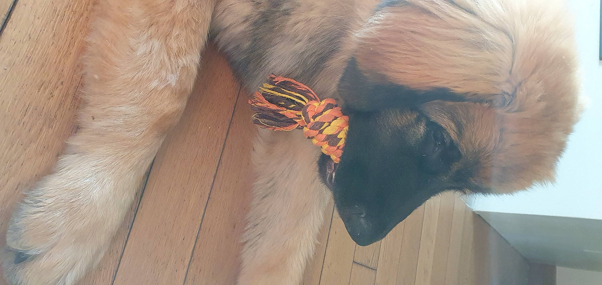 Socrate a rejoint le concours — aidez-le/la à gagner de superbes lots ! dog, dog_breed, ear, eye, eyelash, fawn, feather, fur, grey, hair, hardwood, head, jewellery, liver, long_hair, snout, wood, working_animal, wrinkle, wrist