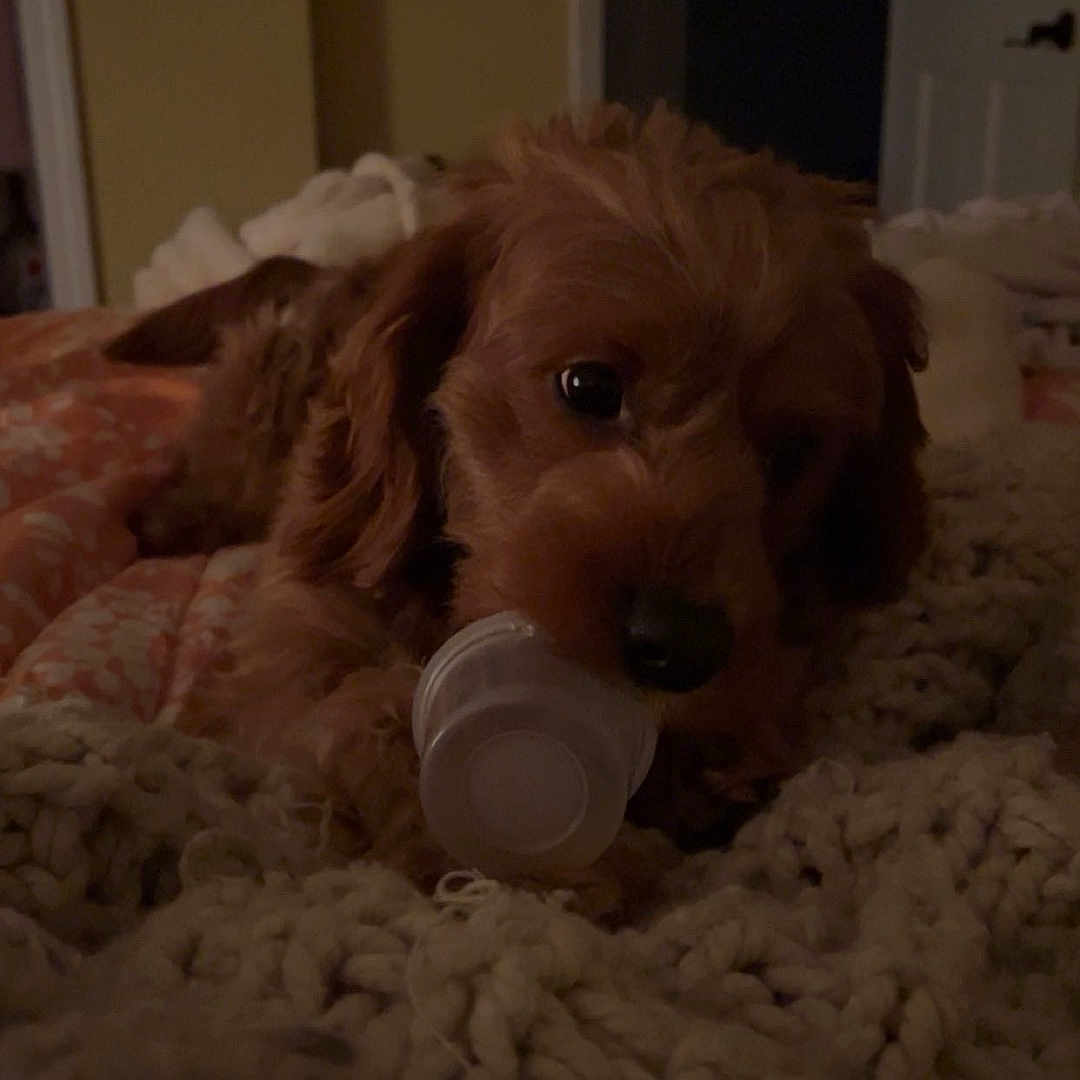 Charlie is registered to the contest to win money with this photo: animal, architecture, bed, bedroom, building, canine, cockerspaniel, couch, cup, dog, furniture, hardwood, hound, indoors, pet, poodle, puppy, room, terrier, wood