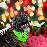 Smokey is registered to the contest to win money with this photo: dog, brindle_dog, green_bandana, smiling, teeth, happy, christmas, presents, glitter_gifts, bokeh, festive_backdrop, holiday, portrait, pet, studio_photo, tongue_out, brindle_fur, red_decor, green_decor, carpet