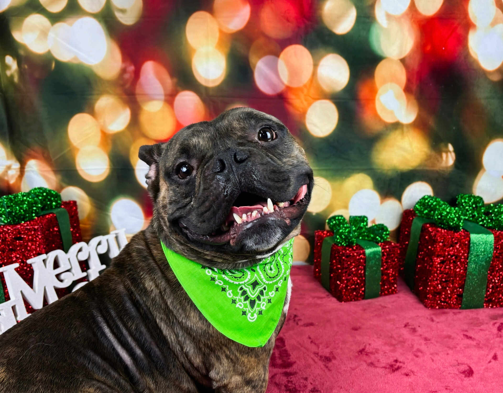 Smokey is registered to the contest to win money with this photo: dog, brindle_dog, green_bandana, smiling, teeth, happy, christmas, presents, glitter_gifts, bokeh, festive_backdrop, holiday, portrait, pet, studio_photo, tongue_out, brindle_fur, red_decor, green_decor, carpet
