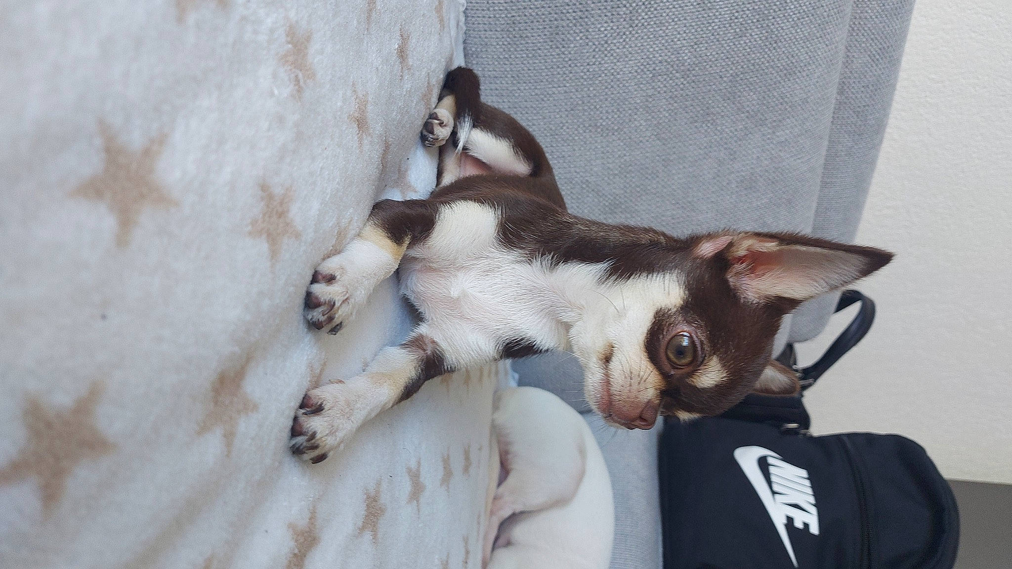 Pretty participe au concours pour gagner de l'argent avec cette photo : canidae, carnivore, cat, claw, comfort, companion_dog, dog_breed, domestic_short_haired_cat, fawn, felidae, fur, non_sporting_group, paw, small_to_medium_sized_cats, snout, sporting_group, tail, terrestrial_animal, thai, whiskers