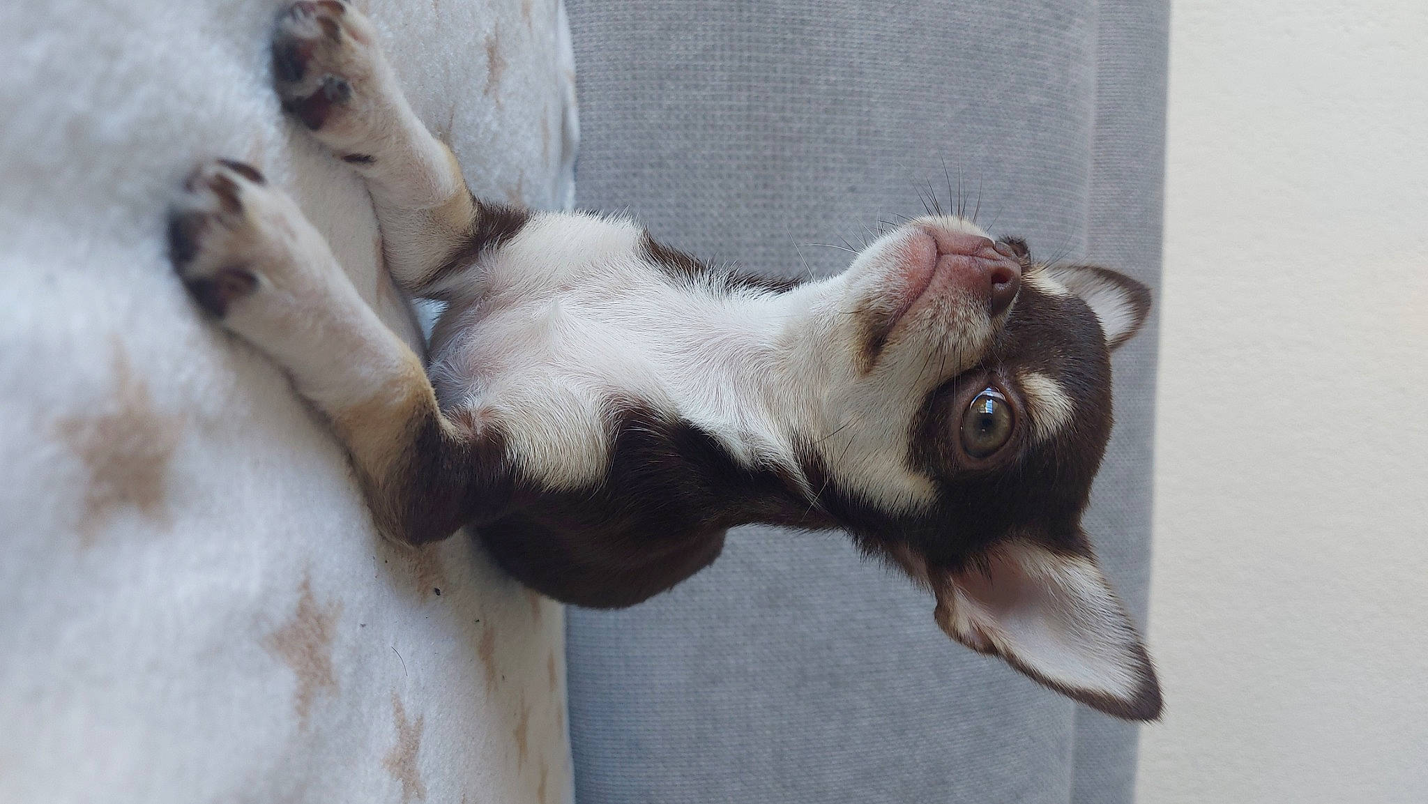 Pretty participe au concours pour gagner de l'argent avec cette photo : canidae, carnivore, cat, claw, companion_dog, dog_breed, domestic_short_haired_cat, fawn, felidae, fur, jaw, mammal, paw, small_to_medium_sized_cats, snout, sporting_group, tail, whiskers, wildlife, window