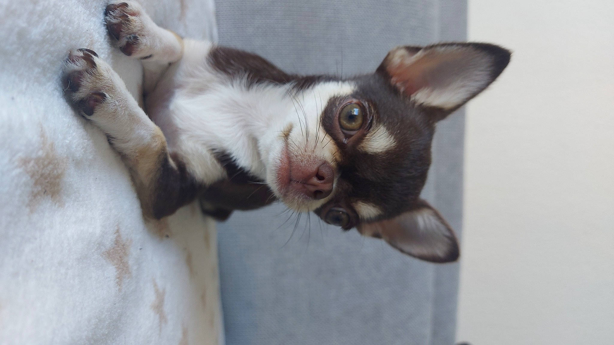 Pretty participe au concours pour gagner de l'argent avec cette photo : boston_terrier, carnivore, cat, devon_rex, dog_breed, domestic_short_haired_cat, ear, fawn, felidae, fur, paw, small_to_medium_sized_cats, snout, tail, terrestrial_animal, whiskers