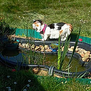 Corsi a rejoint le concours — aidez-le/la à gagner de superbes lots ! cat, calico_cat, pink_collar, pond, garden, grass, daisies, plants, rocks, sunlight, outdoor, nature, water, greenery, curious, pet, small_pond, daylight, flora, exploring