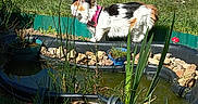 Corsi a rejoint le concours — aidez-le/la à gagner de superbes lots ! calico_cat, cat, curious, daisies, daylight, exploring, flora, garden, grass, greenery, nature, outdoor, pet, pink_collar, plants, pond, rocks, small_pond, sunlight, water