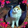 animal, basket, calico, cat, cozy, cute, ears, feline, fluffy, fur, hearts, indoor, looking, pet, pink_hearts, portrait, red_hearts, sitting, whiskers, wicker