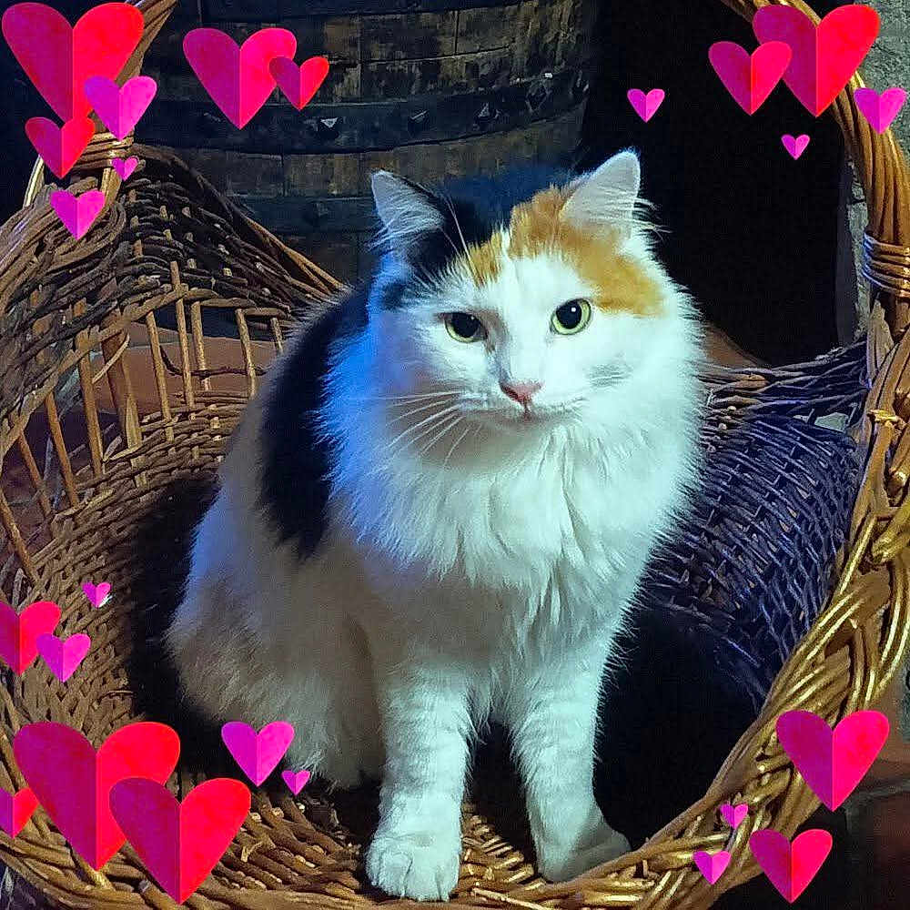 Corsi participe au concours pour gagner de l'argent avec cette photo : animal, basket, calico, cat, cozy, cute, ears, feline, fluffy, fur, hearts, indoor, looking, pet, pink_hearts, portrait, red_hearts, sitting, whiskers, wicker