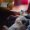 Corsi participe au concours pour gagner de l'argent avec cette photo : animal, calico_cat, cat, comfort, cozy, curtains, floor_tiles, fluffy, furniture, home, indoor, leather_chair, pet, pillow, quiet, relaxation, resting, sleeping, sunlight, window