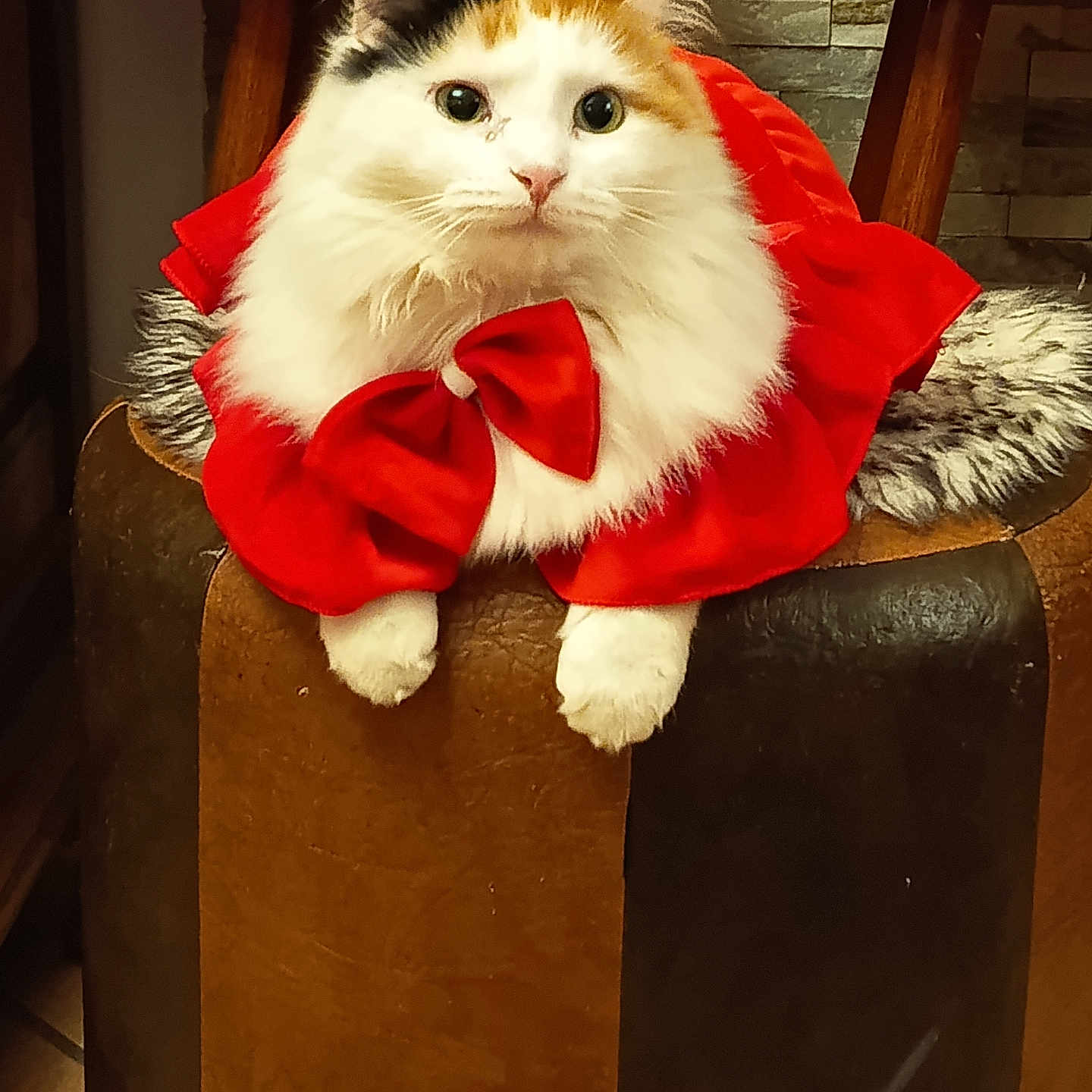 Corsi participe au concours pour gagner de l'argent avec cette photo : cat, calico_cat, pet, animal, feline, red_outfit, bow, fur, whiskers, paws, ottoman, leather_furniture, indoor, home, decor, curious, portrait, cute, fluffy, sitting