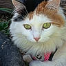 Corsi a rejoint le concours — aidez-le/la à gagner de superbes lots ! cat, calico, green_eyes, fluffy, outdoor, harness, pink, fur, animal, close_up, pet, nature, plant, leaf, eye, whiskers, nose, relaxed, garden, curious