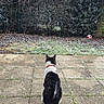 Eclypse a rejoint le concours — aidez-le/la à gagner de superbes lots ! cat, black_and_white, collar, patio, paving_stones, grass, frost, bushes, outdoor, animal, pet, red_ball, back_view, nature, daylight, quiet, still_life, garden, curious, winter