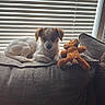 Coco Chanel joined the competition — help win amazing prizes! puppy, dog, toy, teddy_bear, couch, indoor, window, blinds, pet, relaxed, furniture, light, shadow, small_dog, brown, white, domestic_animal, cute, cozy, resting